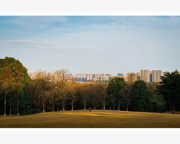 胃疼痛：中医药治疗的选择